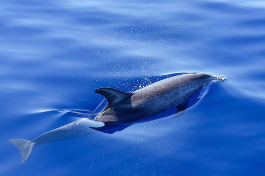 Delfin im  Ozean. Bild von Markus Kammermann auf Pixabay
